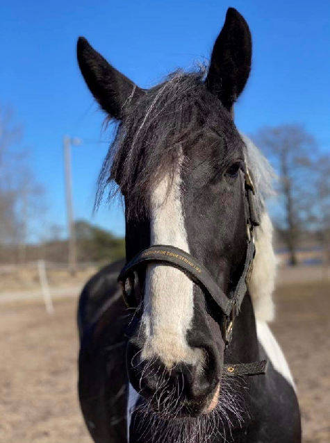 Märta