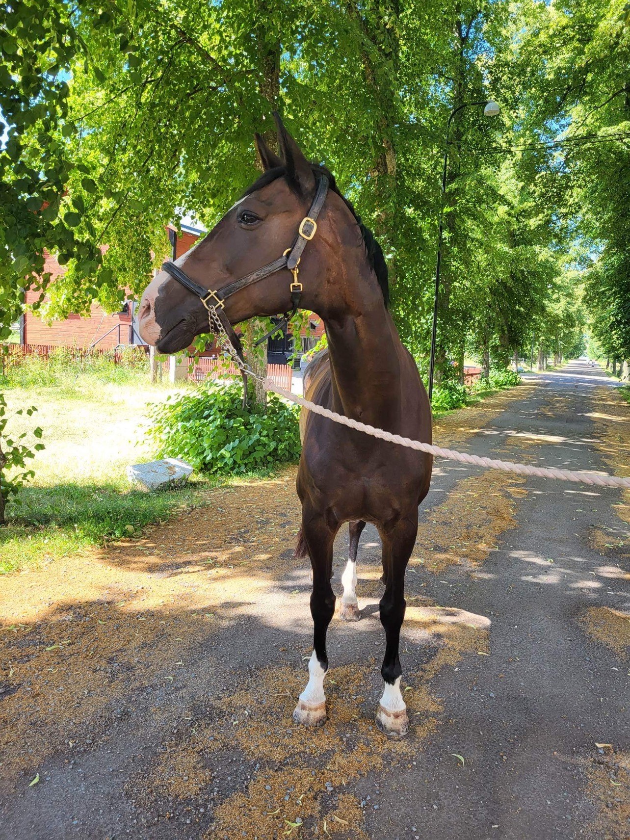 Ronja