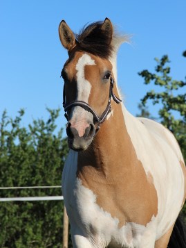 Taffi